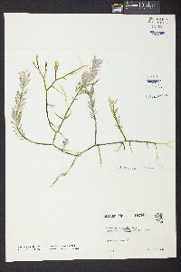 Lithoporella atlantica image