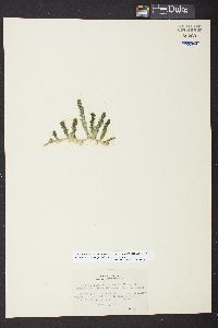 Caulerpa peltata image