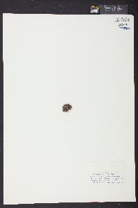 Cladophora blomquistii image