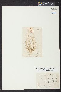 Cladophora vagabunda image
