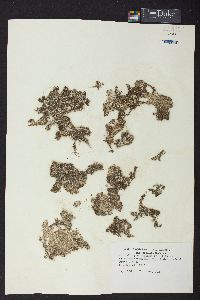 Microdictyon marinum image