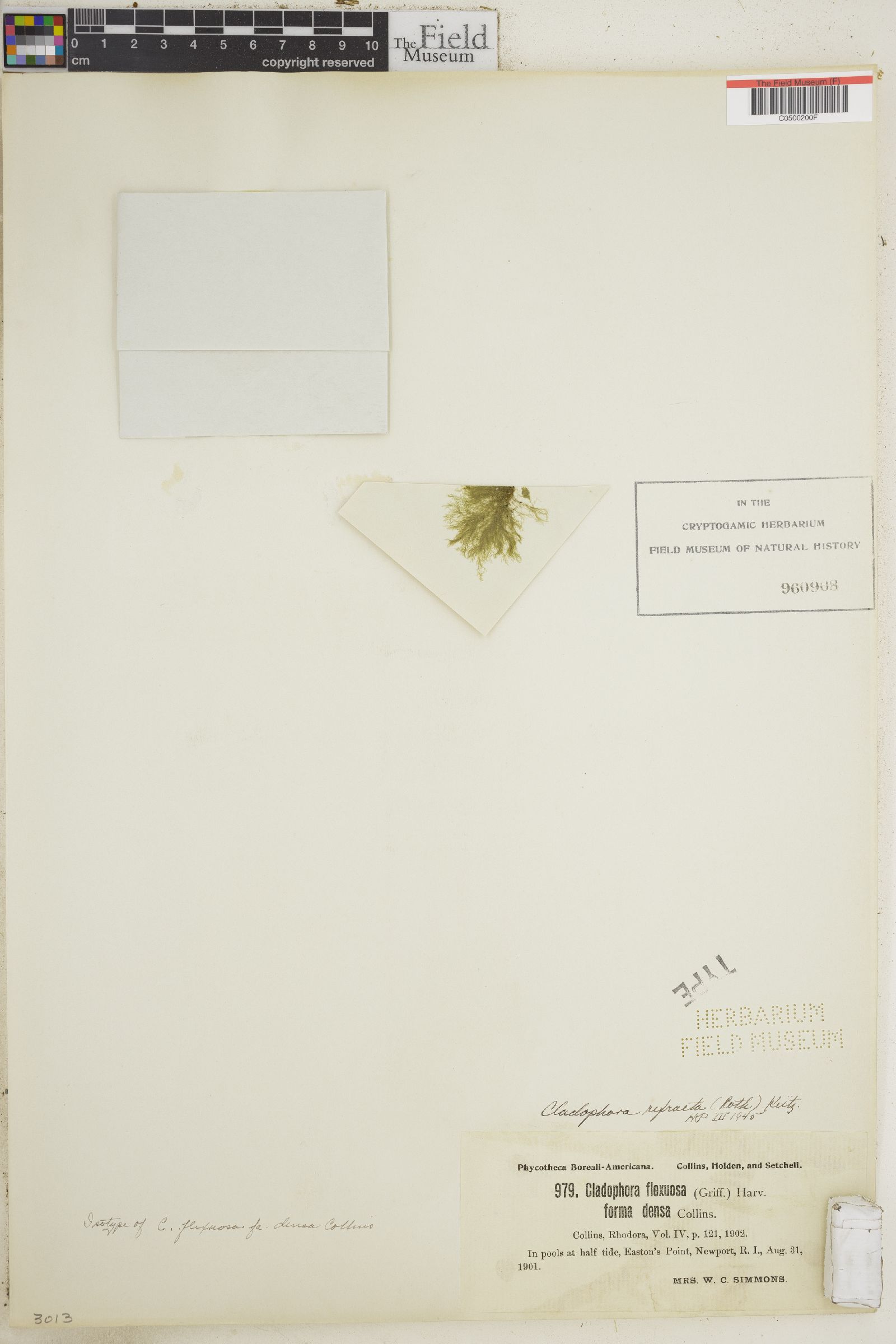 Cladophora flexuosa f. densa image