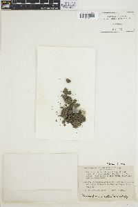Porphyridium purpureum image