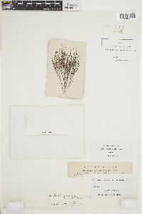 Batrachospermum confusum f. anatinum image