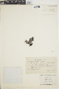 Amansia pinnatifida image