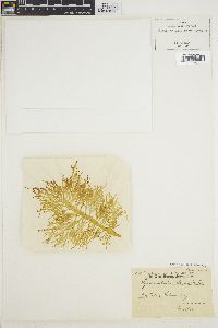 Hymenocladia usnea image