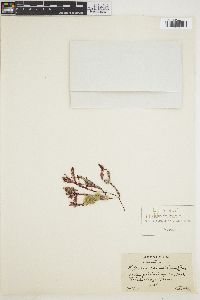 Phyllophora brodiei image