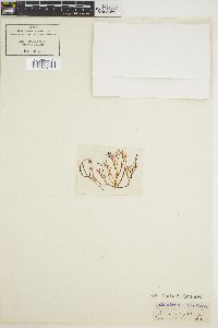 Trematocarpus fragilis image