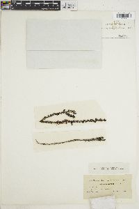 Neorhodomela larix image