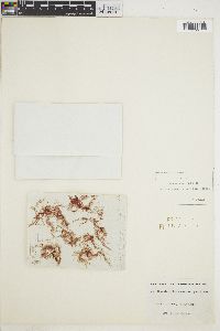 Antithamnion floccosum f. pacificum image