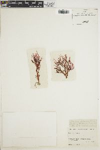 Schimmelmannia plumosa image