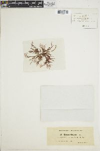 Ceramium floridanum image