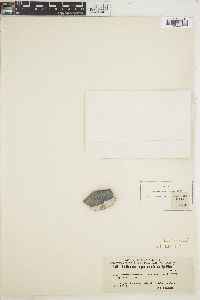 Phymatolithon purpureum image