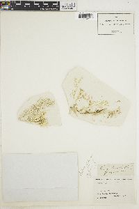 Corallina chilensis image