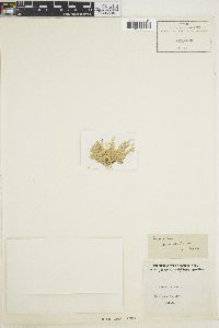 Image of Corallina cuvieri