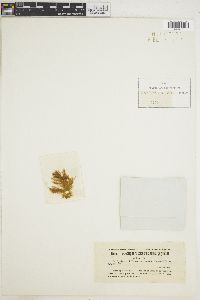 Ectocarpus fasciculatus f. polyrhizus image