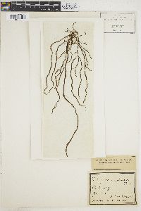 Cladosiphon contortus image