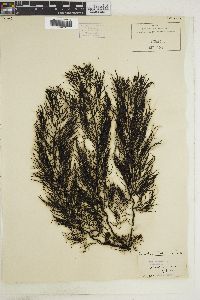 Cystophora siliquosa image