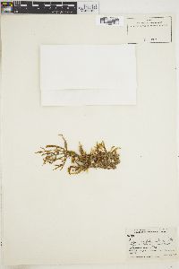 Sargassum filipendula image