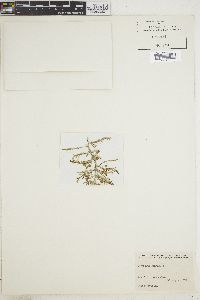 Sargassum filipendula var. montagnei image