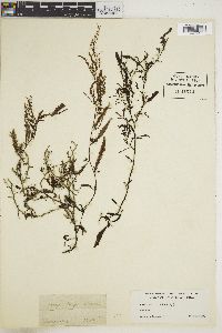 Sargassum ringgoldianum image