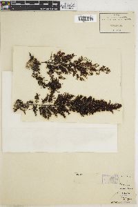 Sargassum lacerifolium image