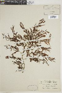 Sargassum sinclairii image