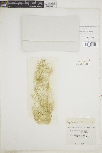 Cladophora crispata image