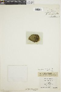 Cladophora sauteri image