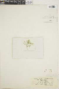 Bryopsis pennata var. leprieurii image
