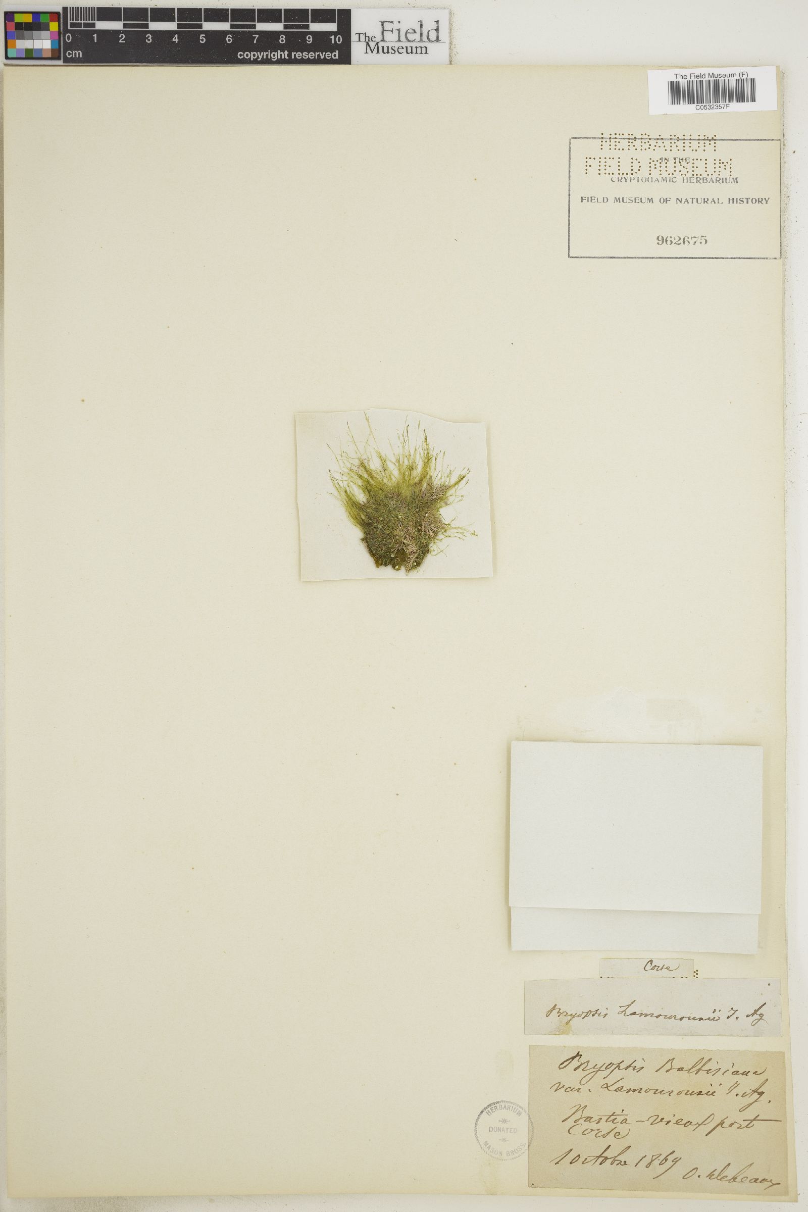 Bryopsis lamourouxii image