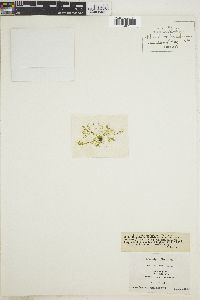 Bryopsis balbisiana image