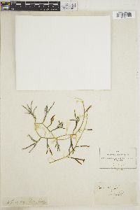Image of Caulerpa freycinetii