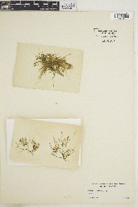 Caulerpa verticillata image