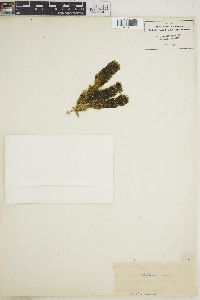 Caulerpa cliftonii image