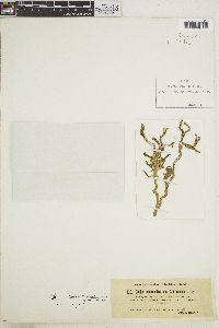 Codium fragile subsp. californicum image