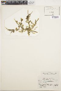 Caulerpa racemosa var. turbinata image