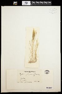 Bryopsis ryukyuensis image