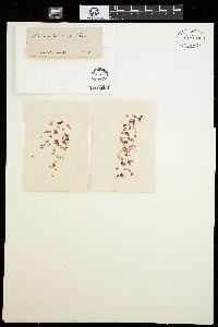 Abroteia suborbicularis image