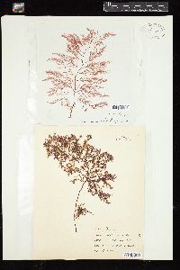 Dasya ceramioides image