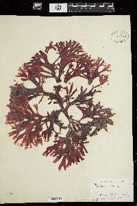 Callophyllis dissecta image