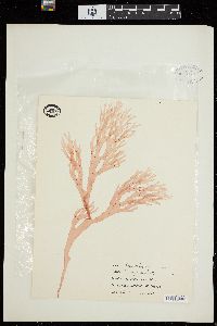 Austrophyllis harveyana image