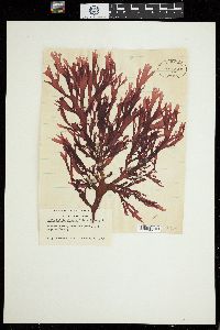 Image of Callophyllis plumosa