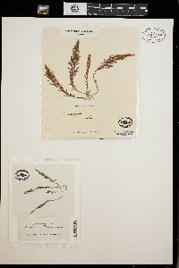 Asparagopsis taxiformis image