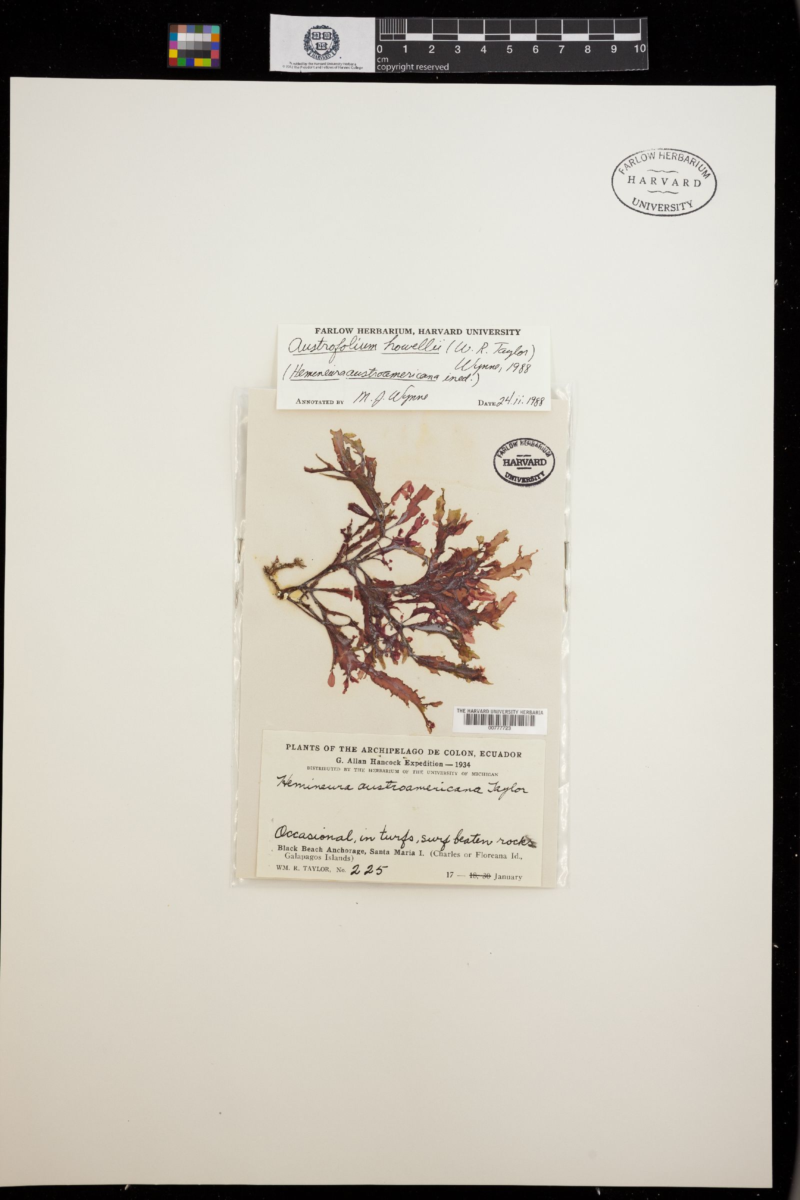 Austrofolium howellii image