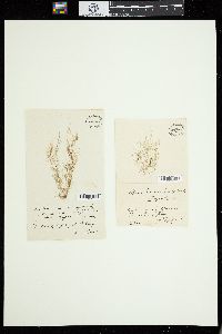 Batrachospermum breutelii image