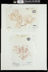 Ceramium botryocarpum image