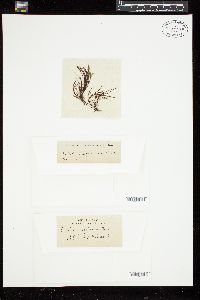 Bellotia eriophorum image