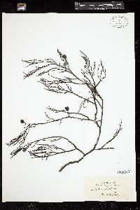 Cystophora grevillei image