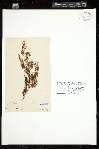 Dictyota paniculata image